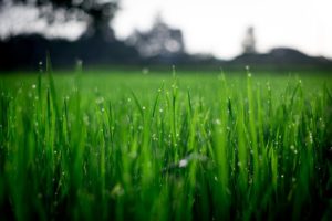 lawn issues