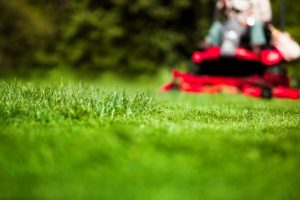 Preparing Your Lawn for Spring