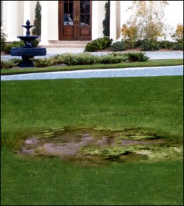 Drainage problems can cause lawn issues later.