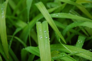 Micro Drip Irrigation