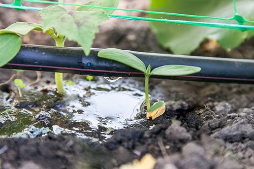 Drip Irrigation System