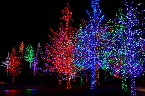 Trees Wrapped in LED Lights for Christmas